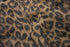 High Waisted Leopard Print Jeans for Women