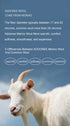 Merino Wool O-Neck Sweater for Women
